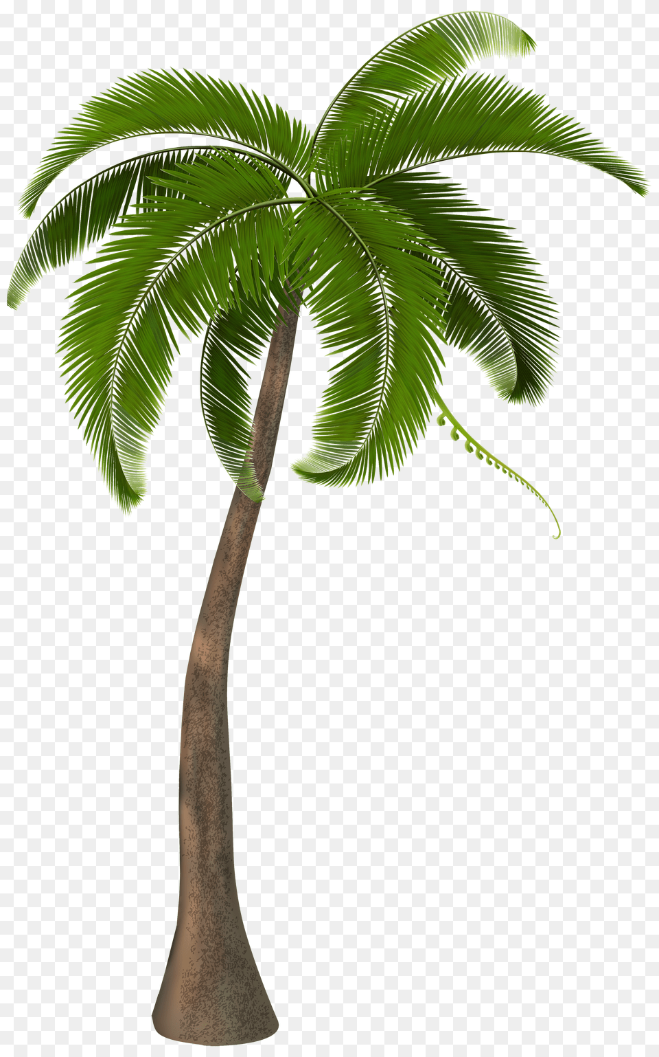 Palm Tree, Coal, Transportation, Vehicle, Railway Png Image