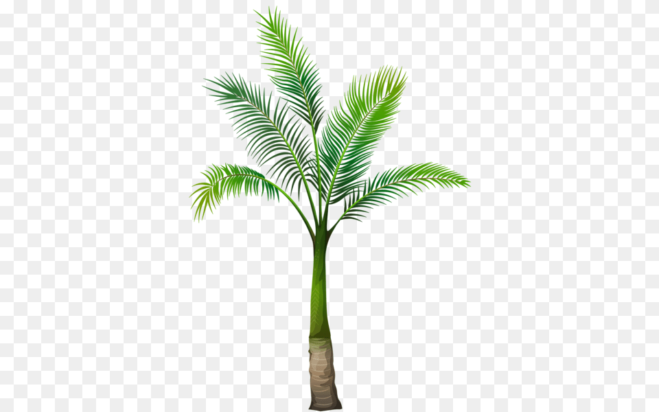 Palm Tree, Leaf, Palm Tree, Plant Png Image