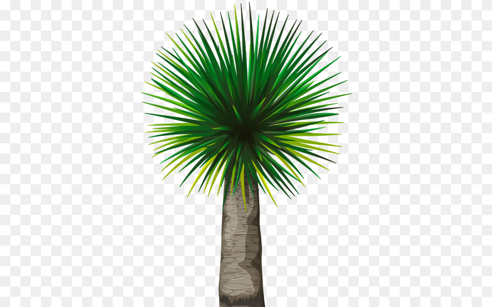 Palm Tree, Palm Tree, Plant Free Png Download