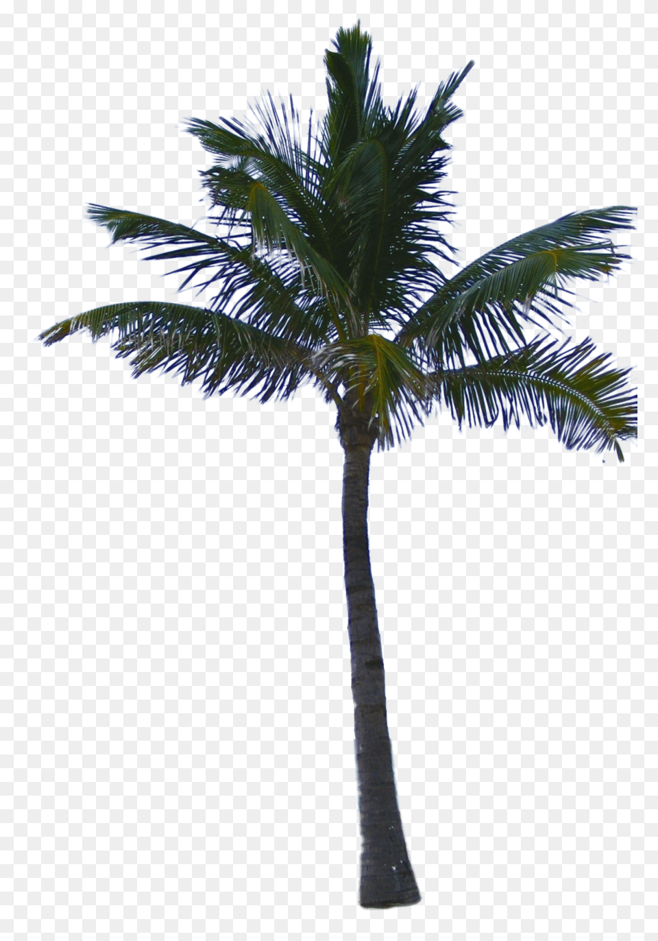 Palm Tree, Palm Tree, Plant Free Png