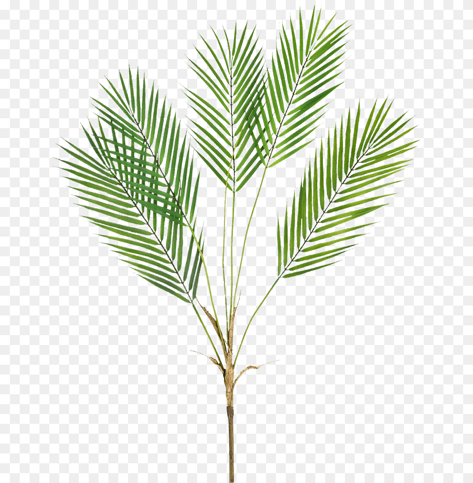 Palm Tree, Leaf, Palm Tree, Plant, Grass Png Image