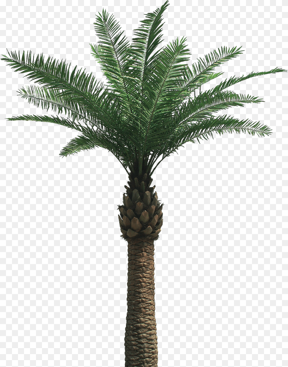 Palm Tree, Palm Tree, Plant Free Transparent Png