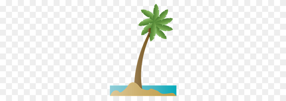 Palm Tree Palm Tree, Plant, Leaf Free Png Download