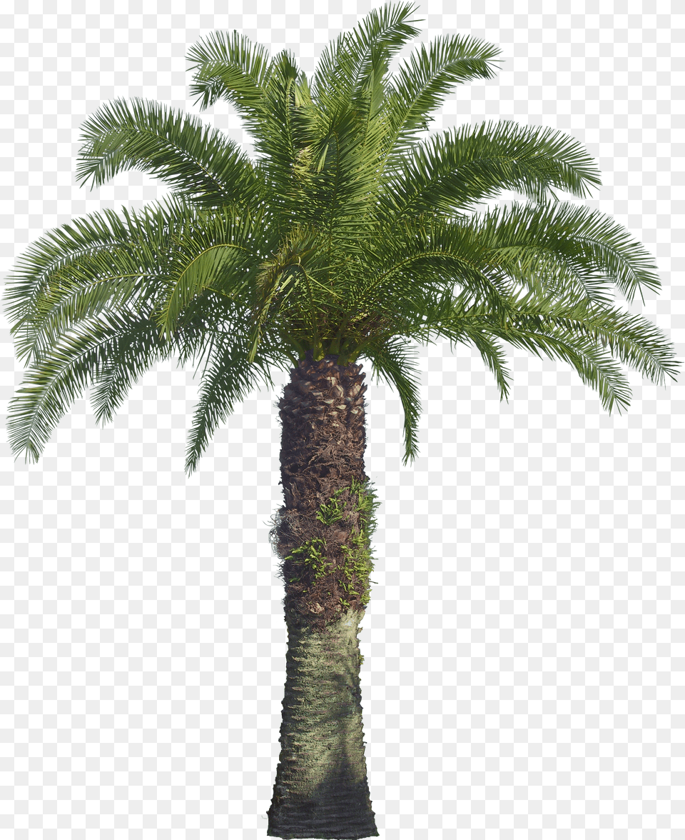 Palm Tree Free Png