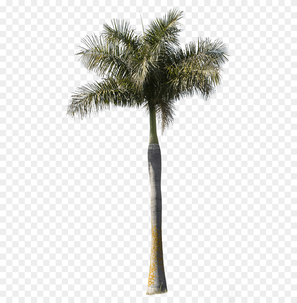 Palm Tree Archontophoenix Palm Tree Cutout, Palm Tree, Plant Free Png Download