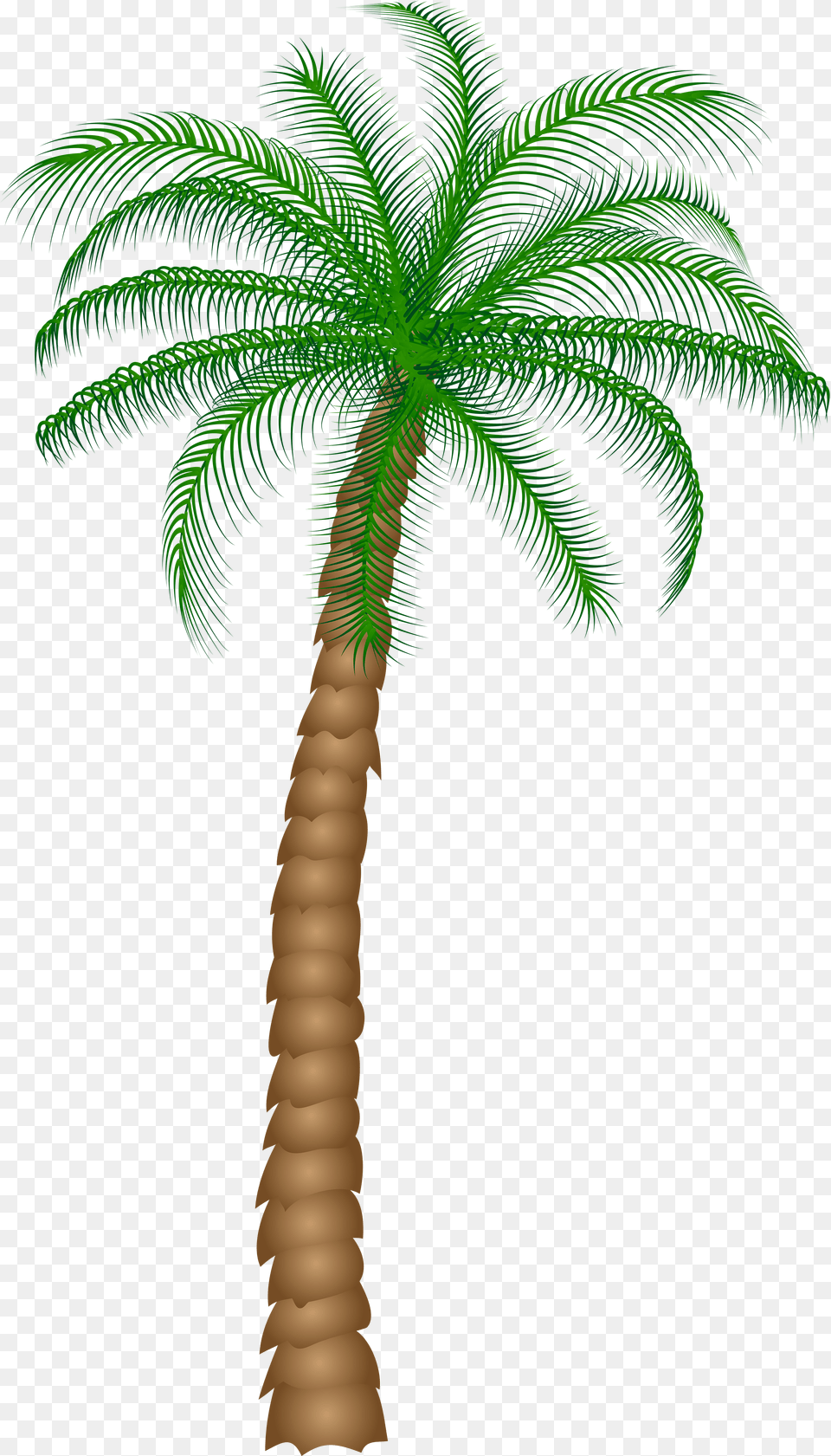 Palm Tree Background, Palm Tree, Plant Free Png