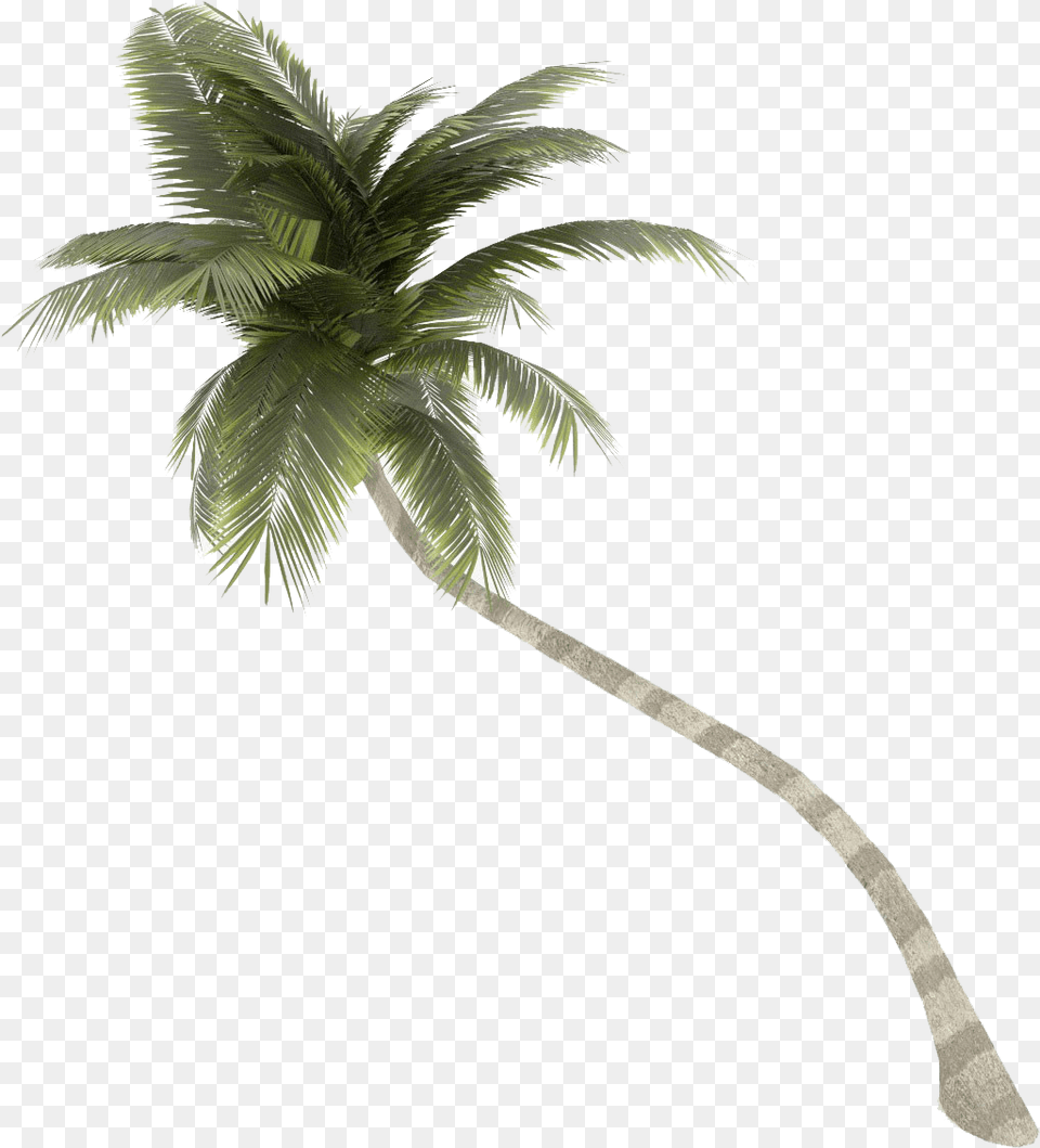 Palm Tree Background Coconut Tree Background, Palm Tree, Plant Free Transparent Png