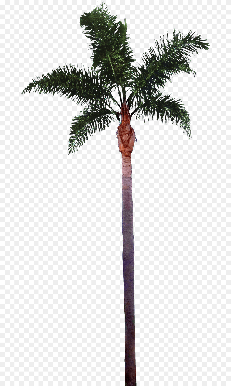 Palm Tree Best Clipart Fachadas Arquitectura Escala 1, Palm Tree, Plant Free Transparent Png