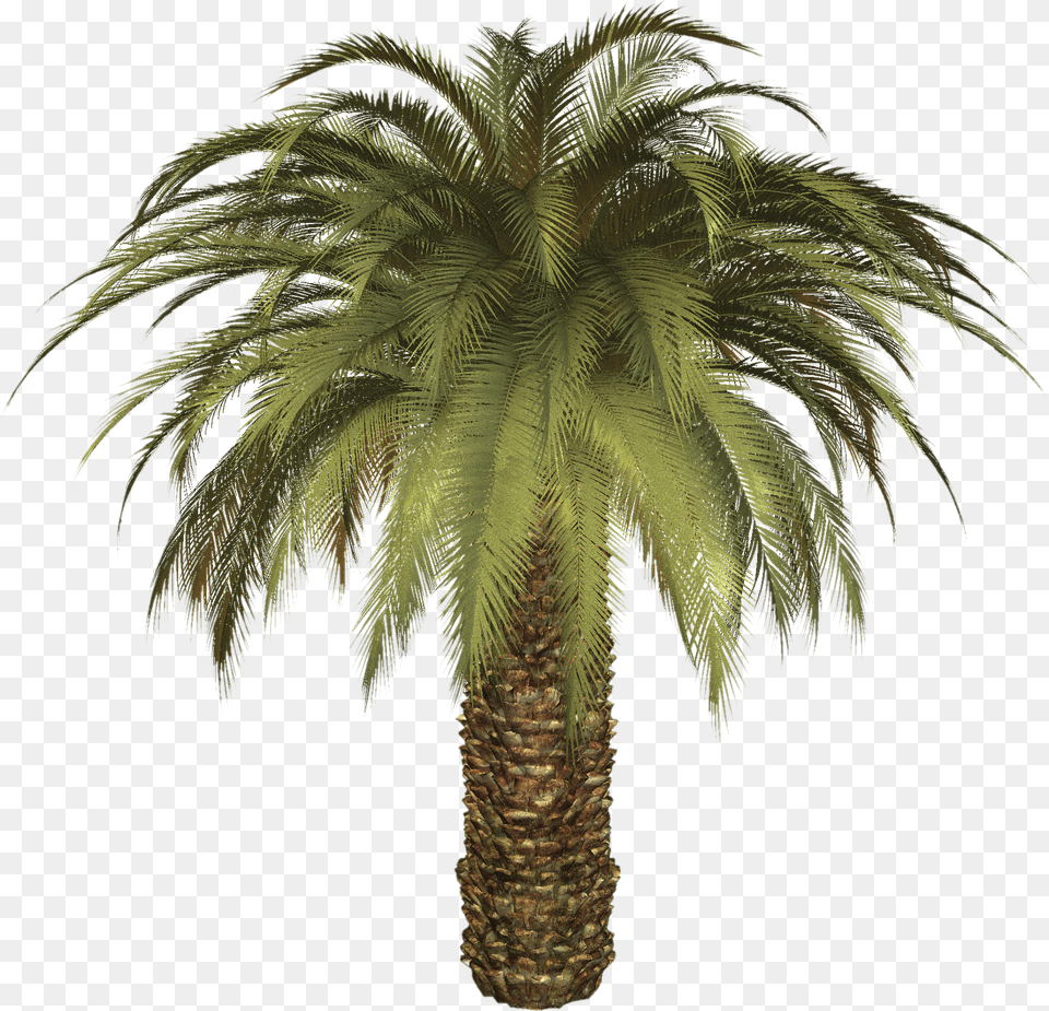 Palm Tree Big Palm Tree, Palm Tree, Plant Png Image