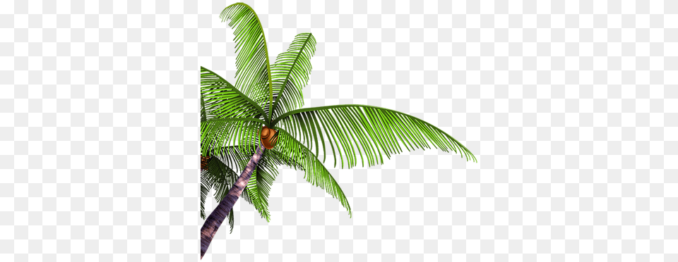 Palm Tree Branch Paume Arbre Branche Coconut, Plant, Palm Tree, Leaf, Fern Png