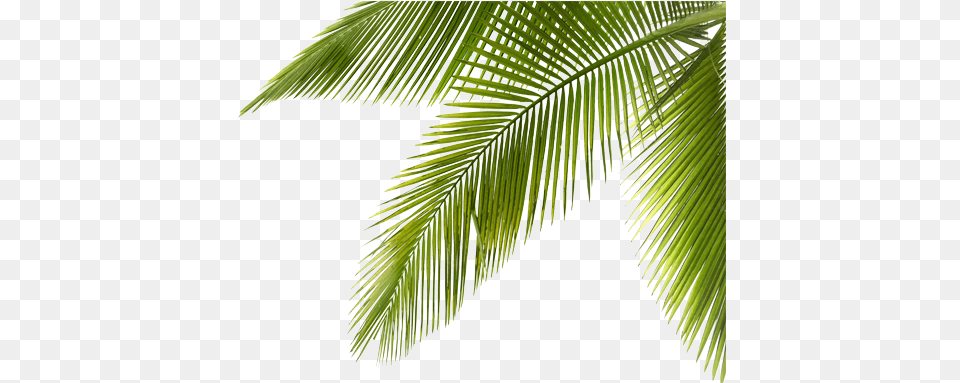 Palm Tree Branch Picture Library Coconut Tree Coconut Tree Branches, Vegetation, Plant, Palm Tree, Leaf Free Png Download