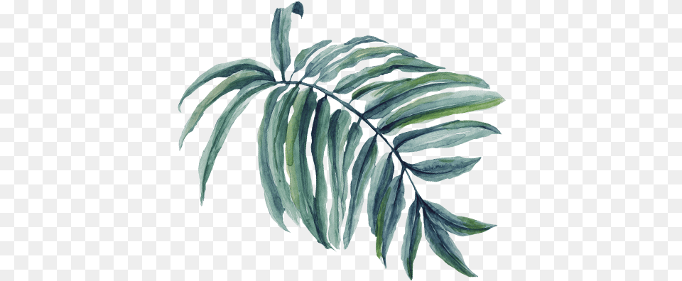 Palm Tree Branch Watercolor Leaf, Plant, Fern Free Transparent Png