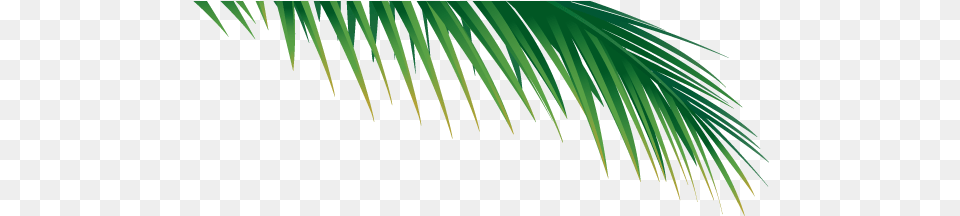 Palm Tree Branch With No Palm Tree Branch, Grass, Green, Leaf, Palm Tree Png Image