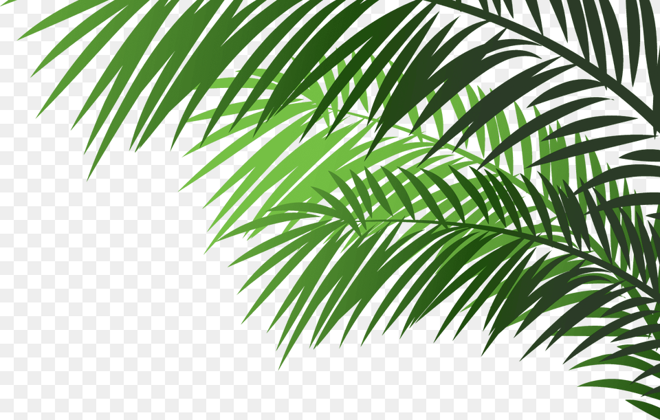 Palm Tree Branches On Transparent, Vegetation, Rainforest, Plant, Outdoors Free Png