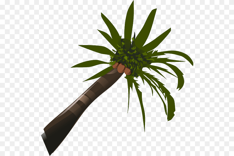 Palm Tree Clip Art, Palm Tree, Plant, Food, Fruit Png Image