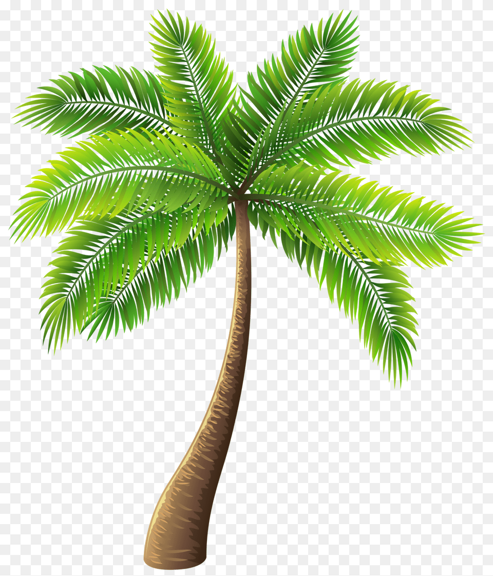 Palm Tree Clip Art, Palm Tree, Plant, Leaf Png