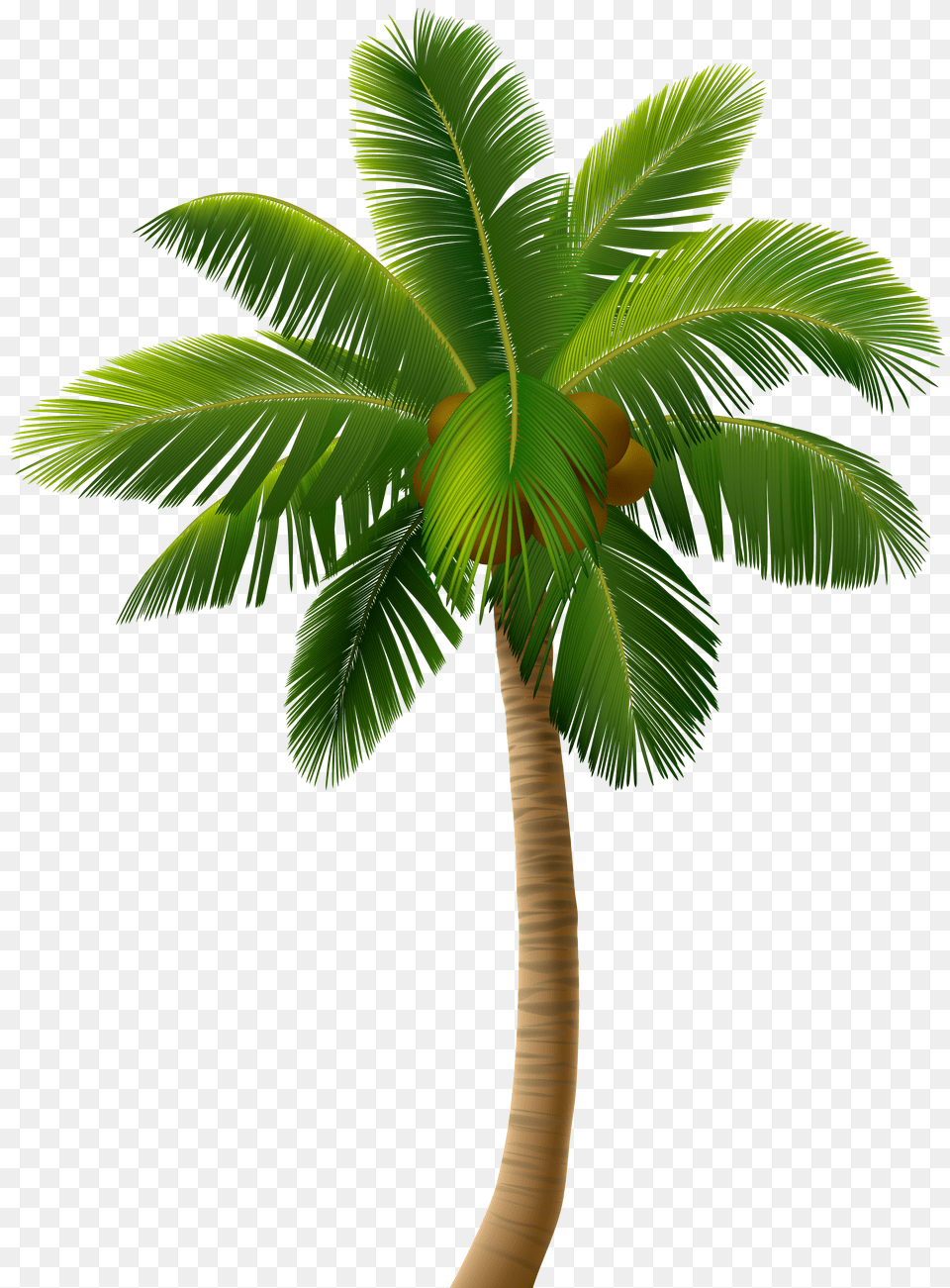 Palm Tree Clip Art Free Png Download