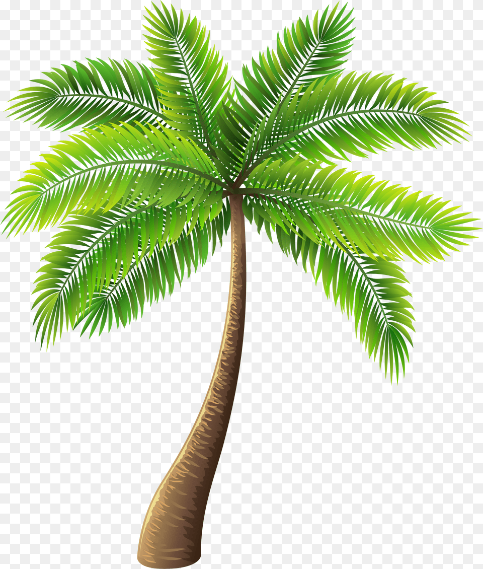 Palm Tree Clip Art Palm Tree Background Free Png Download