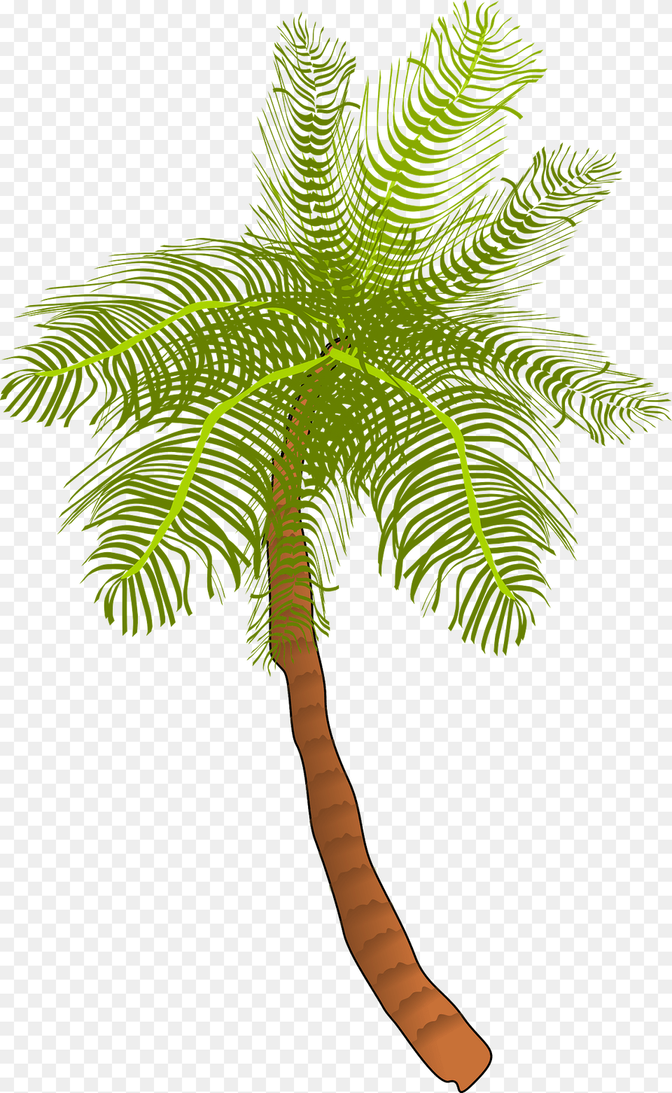 Palm Tree Clipart, Palm Tree, Plant, Fern Free Png