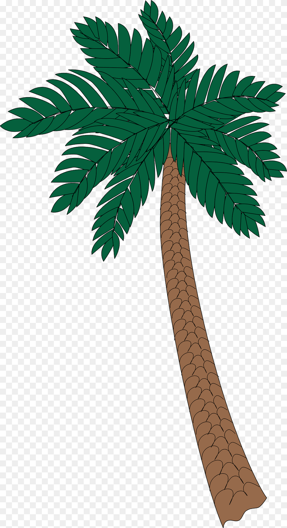 Palm Tree Clipart, Palm Tree, Plant, Leaf, Vegetation Free Png