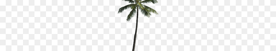 Palm Tree Clipart, Palm Tree, Plant, Animal, Bird Png Image