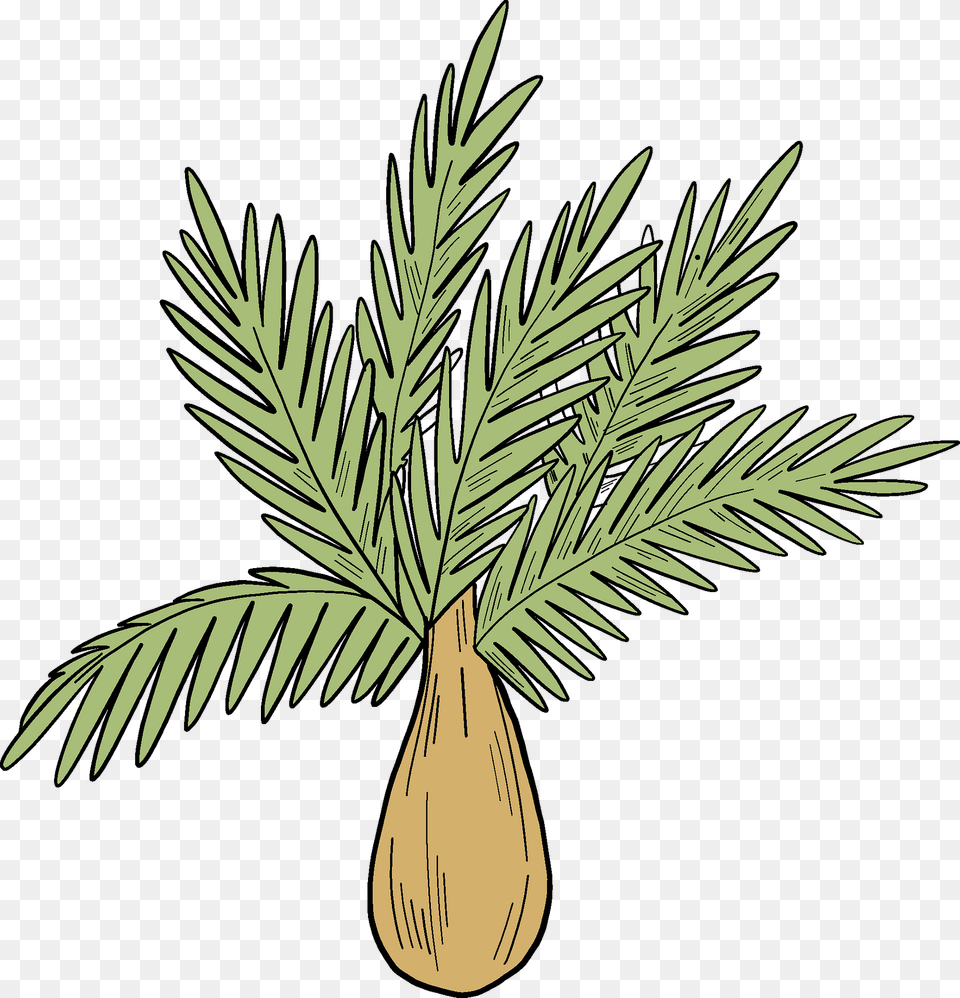 Palm Tree Clipart, Palm Tree, Plant, Conifer, Leaf Png