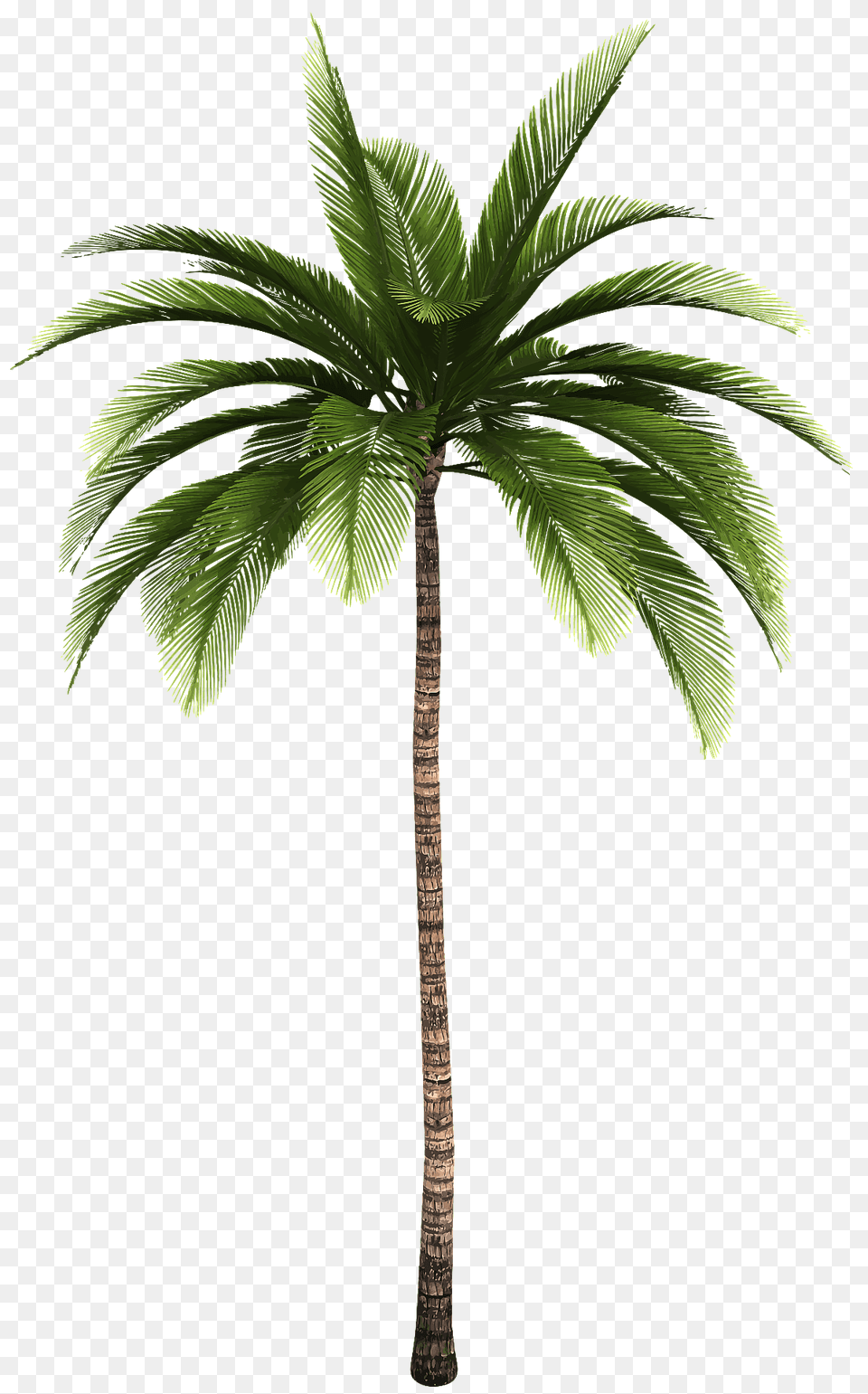 Palm Tree Clipart, Palm Tree, Plant Free Png Download