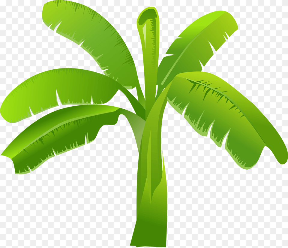 Palm Tree Clipart, Banana, Food, Fruit, Green Free Png Download