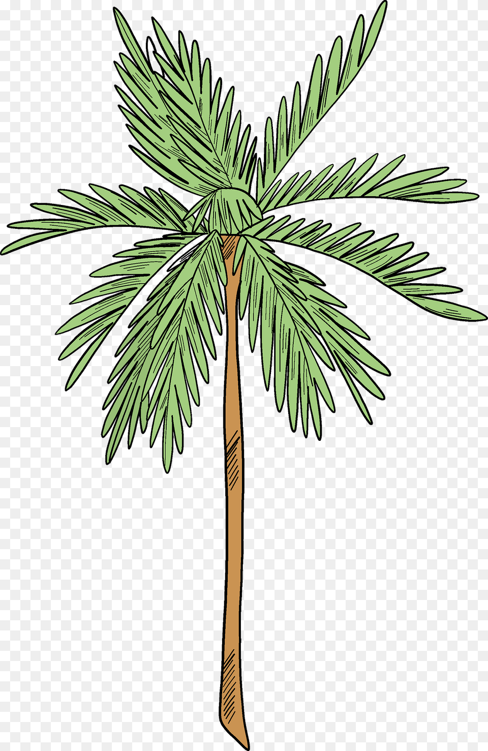 Palm Tree Clipart, Palm Tree, Plant, Vegetation Free Transparent Png