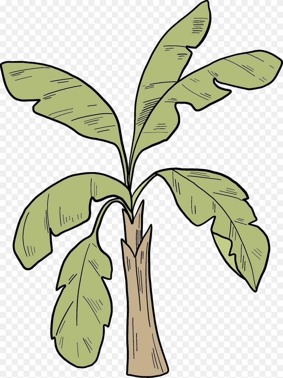 Palm Tree Clipart, Leaf, Plant, Banana, Food Free Transparent Png