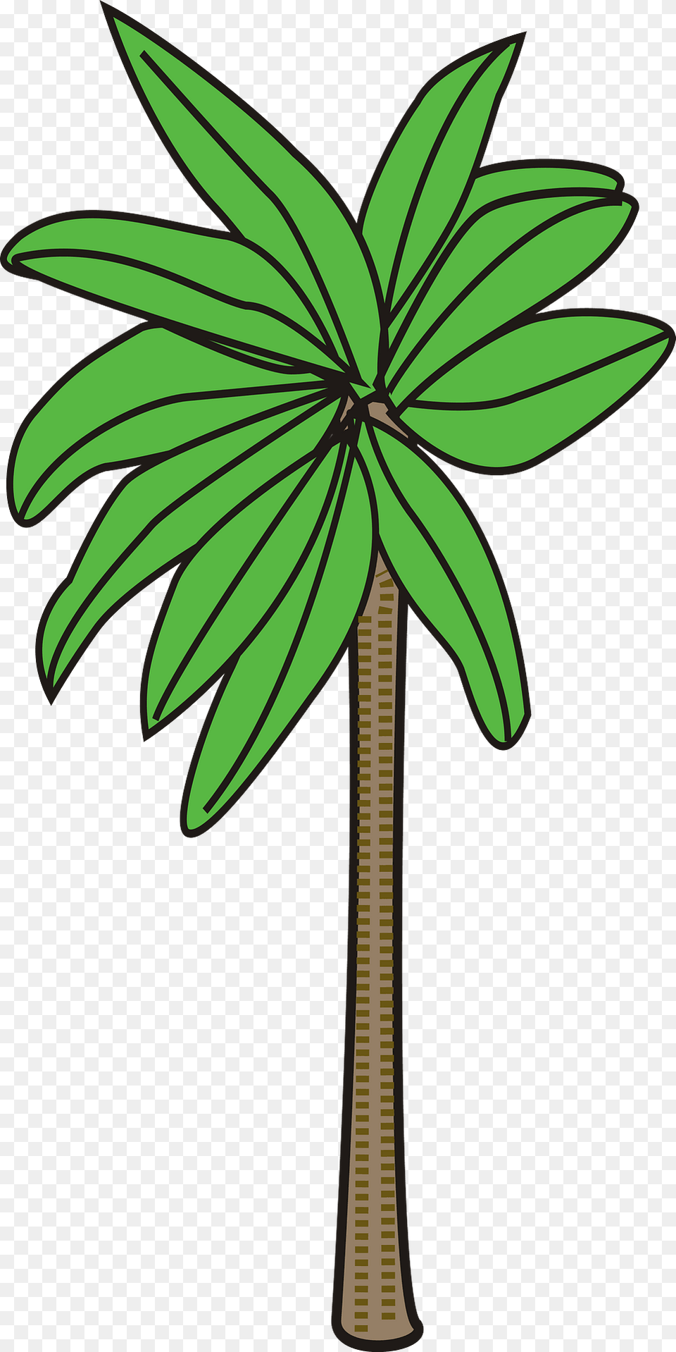 Palm Tree Clipart, Green, Plant, Palm Tree, Leaf Free Png