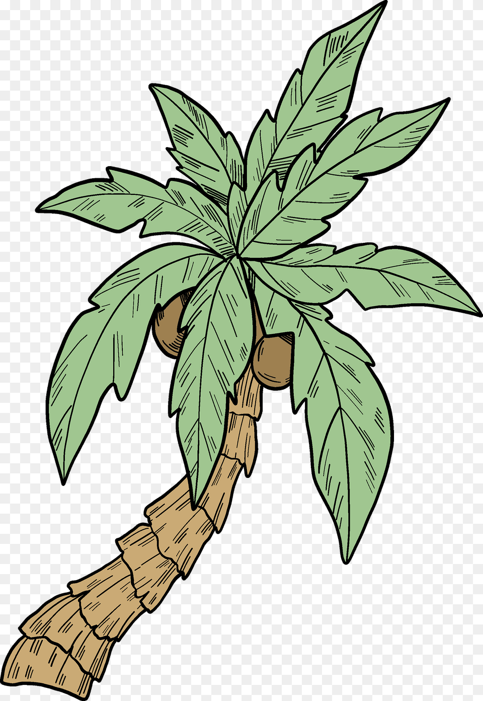 Palm Tree Clipart, Vegetation, Plant, Leaf, Herbs Png