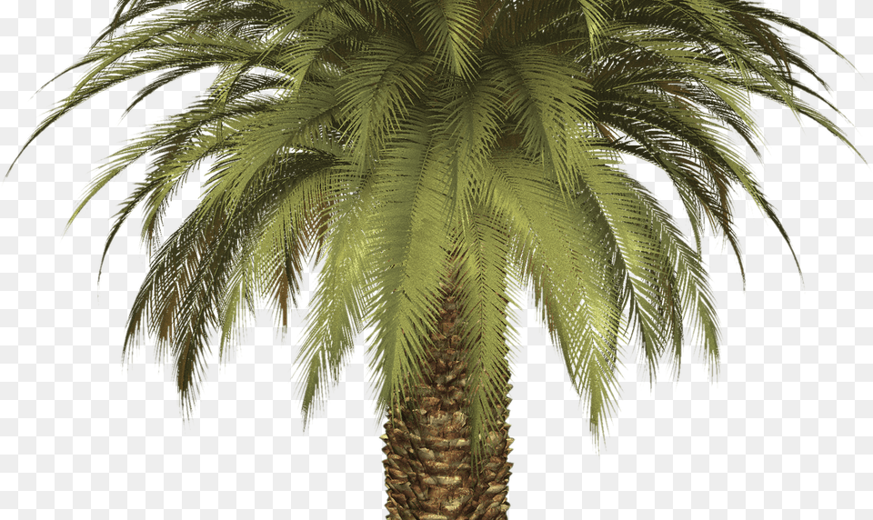 Palm Tree Clipart For On Mbtskoudsalg Palm Tree, Palm Tree, Plant Free Png Download