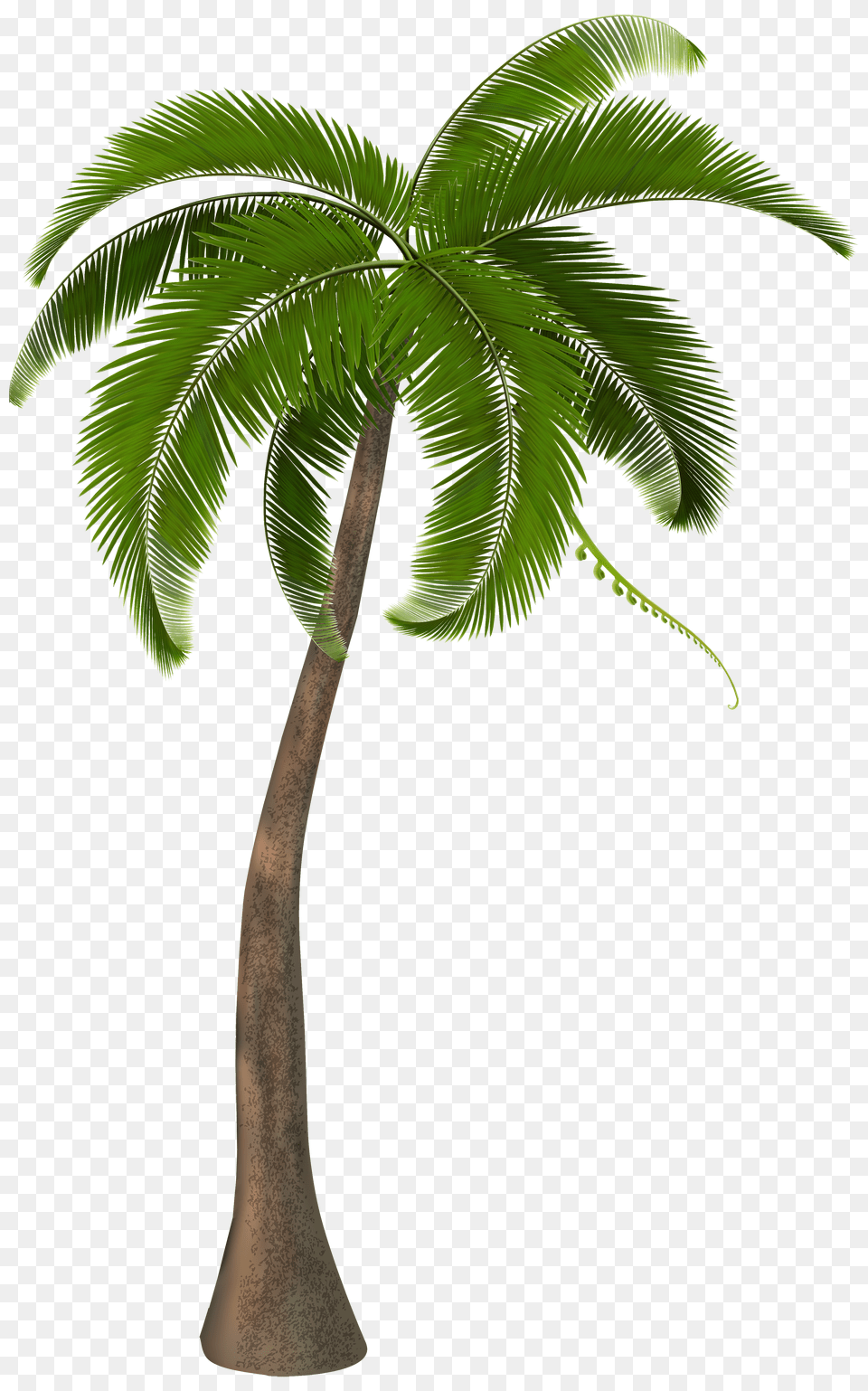 Palm Tree Clipart Image, Adult, Female, Person, Woman Free Png