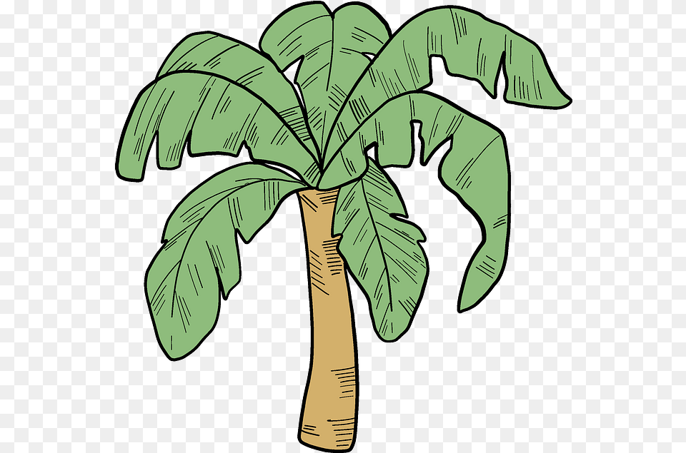 Palm Tree Clipart In Or Vector Format Clip Art, Leaf, Palm Tree, Plant, Vegetation Free Png Download