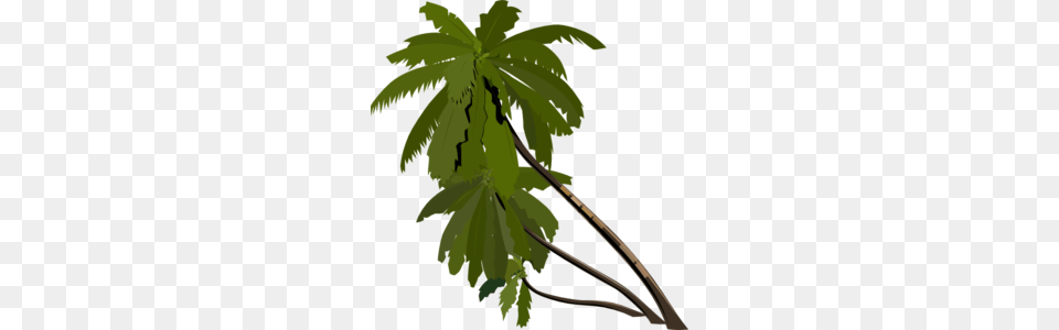 Palm Tree Clipart Palma, Green, Leaf, Plant, Vegetation Png