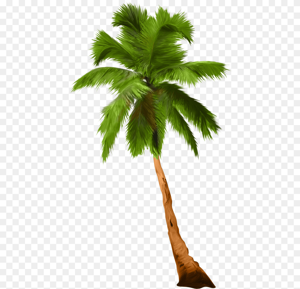 Palm Tree Clipart Plm, Palm Tree, Plant Free Png