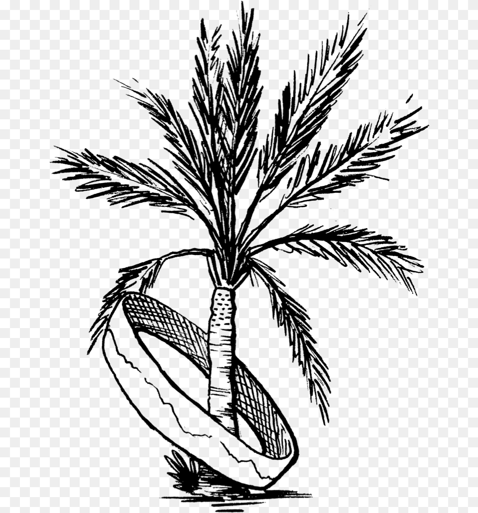 Palm Tree Coachella Drawing, Gray Free Png Download