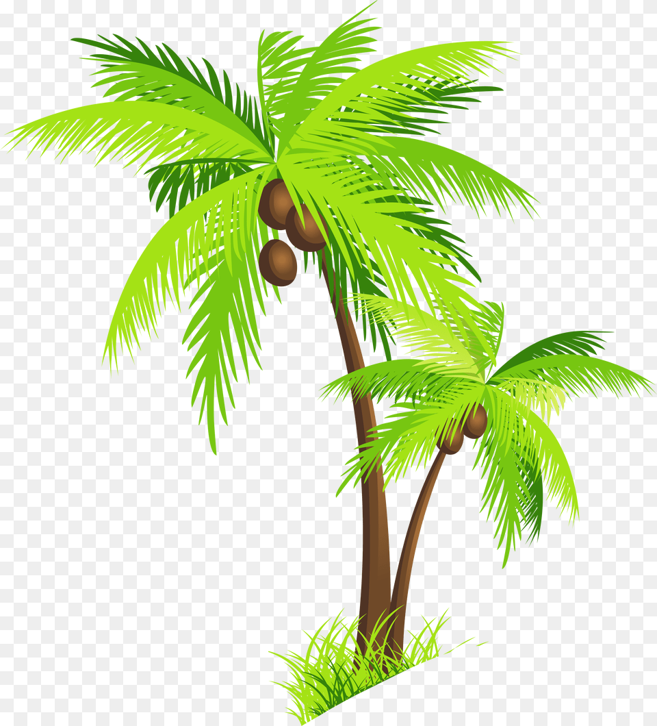 Palm Tree Coconut Clipart Free Images Transparent Background Coconut Tree Clipart, Vegetation, Plant, Palm Tree, Produce Png Image