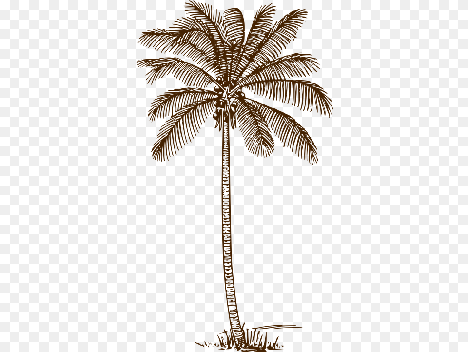 Palm Tree Coconut Vector Graphic On Pixabay Palm Tree Line Drawing, Palm Tree, Plant, Animal, Bird Free Png Download