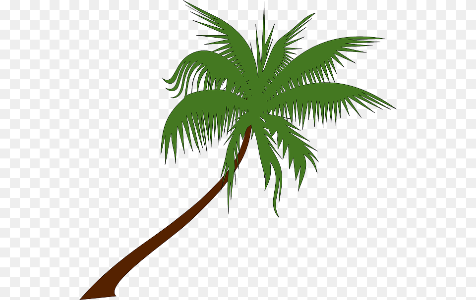 Palm Tree Coconut Palm Tree Tropical Palm Leaves Gambar Pohon Kelapa, Palm Tree, Plant, Leaf Free Transparent Png