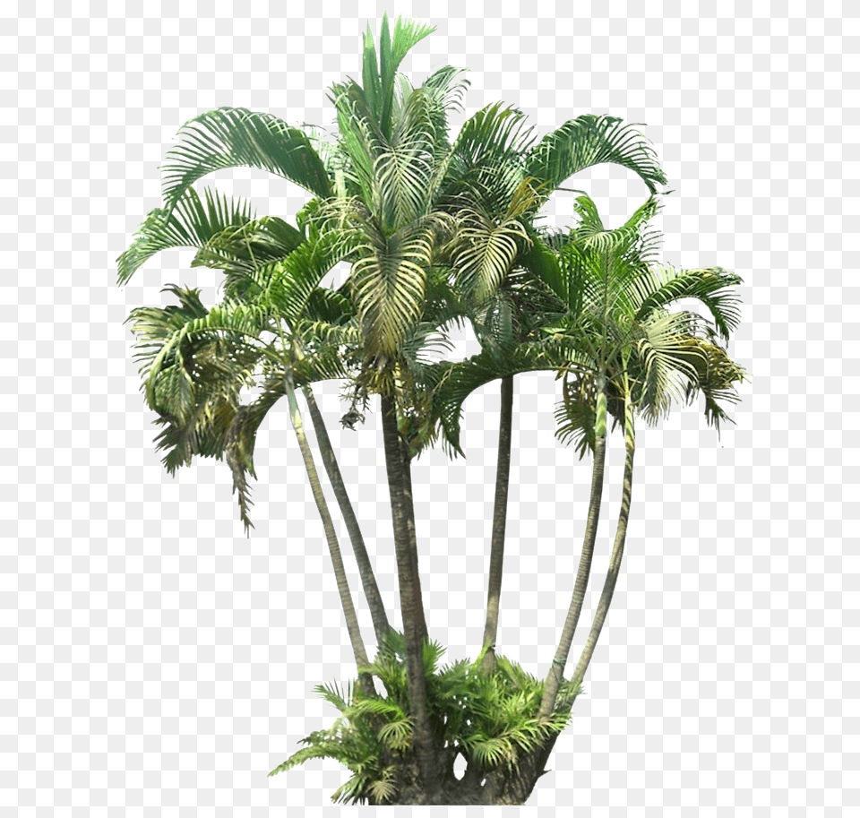 Palm Tree Cutout, Palm Tree, Plant, Vegetation Png