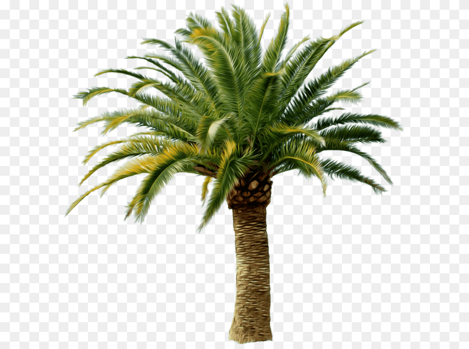 Palm Tree Date Palm Tree, Palm Tree, Plant Free Transparent Png