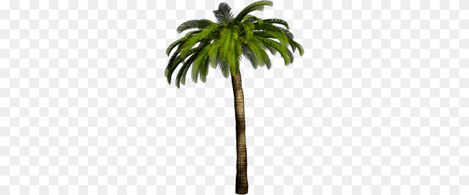 Palm Tree Download Free Pictures, Palm Tree, Plant, Cross, Symbol Png