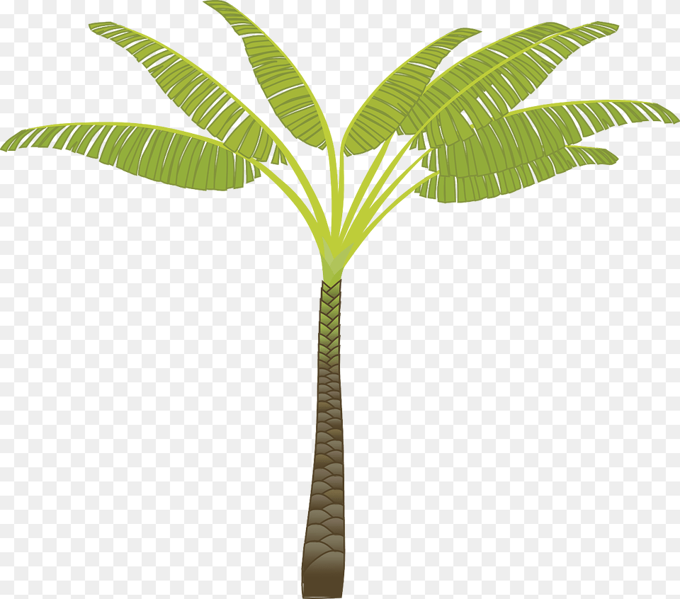 Palm Tree Download Free Pictures Tribe Has Spoken Mug, Leaf, Palm Tree, Plant Png Image