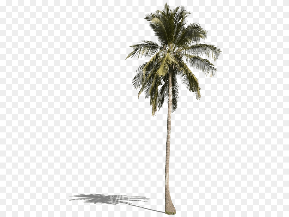 Palm Tree Download Palm Tree, Palm Tree, Plant, Cross, Symbol Png Image