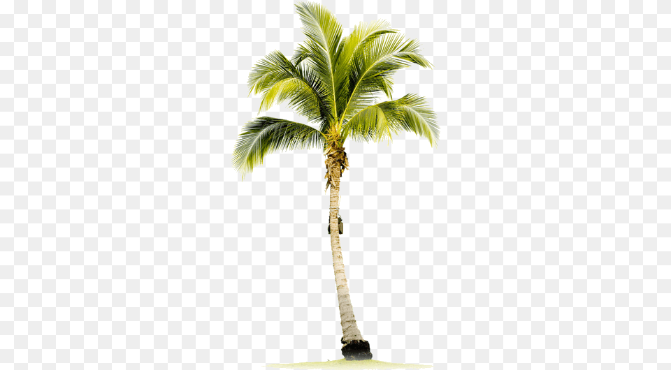 Palm Tree Transparent Arts Palm Tree Stock Photo Single Coconut Tree Hd, Palm Tree, Plant, Leaf Free Png Download
