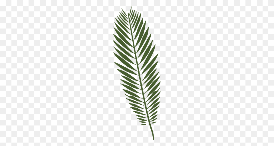 Palm Tree Drawing, Green, Leaf, Plant, Grass Free Png