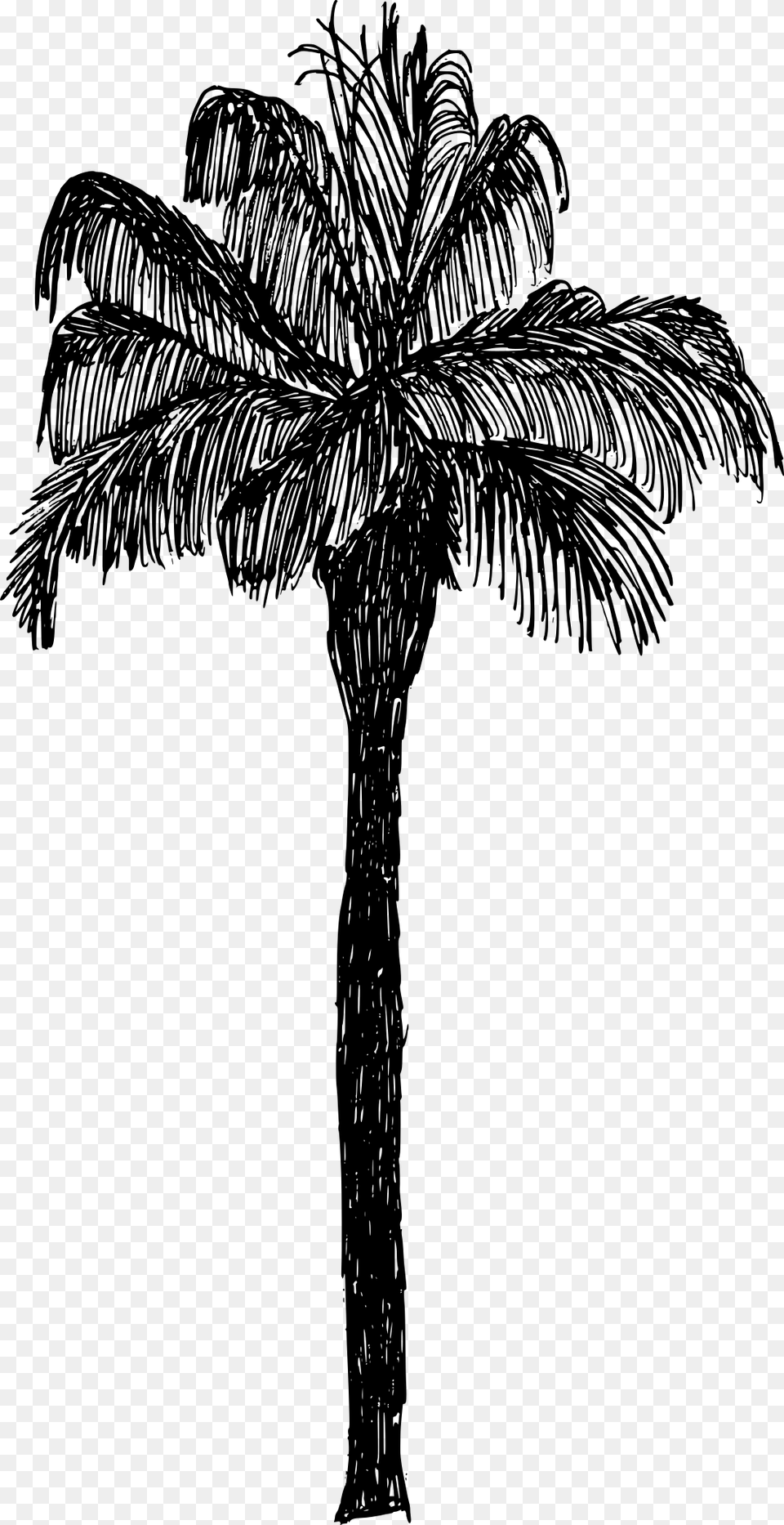 Palm Tree Drawing, Gray Free Transparent Png