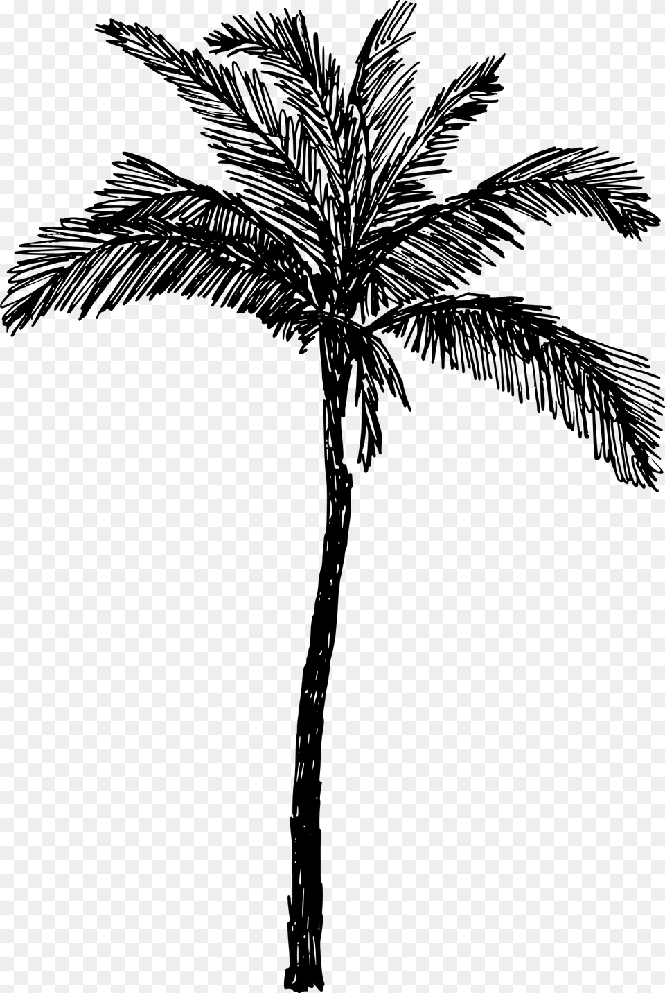 Palm Tree Drawing, Gray Png Image